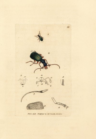 Jordbille, Drypta dentata (Guldmundet carabus, Carabus chrysostomos). Håndfarvet kobberstik af James Sowerby fra The British Miscellany, eller farvede figurer af nye, sjældne eller lidet kendte dyreemner. af James Sowerby