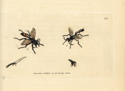 Håret sandhveps, Podalonia hirsuta (Ammophila hirsuta). Håndfarvet kobberstik af James Sowerby fra The British Miscellany, eller farvede figurer af nye, sjældne eller lidet kendte dyreemner. af James Sowerby