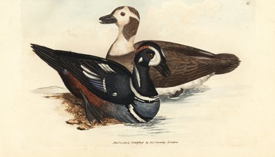 Harlekinand, Histrionicus histrionicus (Anas histrionica). Hankøn og hunkøn. Håndfarvet kobberstik af James Sowerby fra The British Miscellany, eller farvede figurer af nye, sjældne eller lidet kendte dyreemner. af James Sowerby