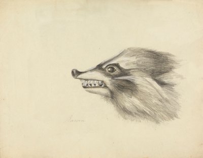 Hovedet af en vaskebjørn af James Sowerby