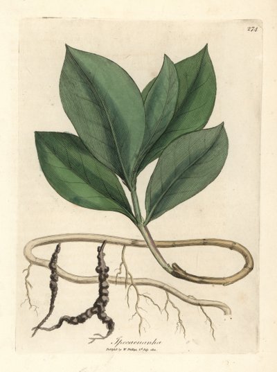 Ipecacuan, Ipecacuanha af James Sowerby