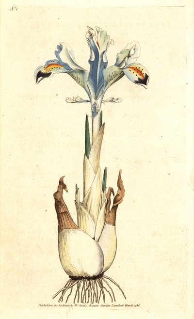 Iris (persisk rose) - Persisk iris, Iris persica. Håndfarvet kobberstik efter en botanisk illustration af James Sowerby fra William Curtis