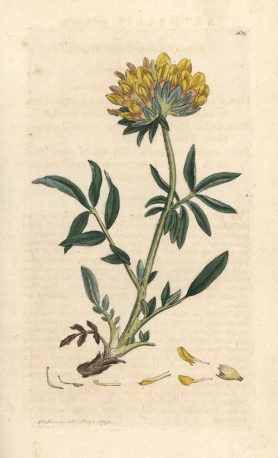 Nyrevikke eller damefinger, Anthyllis vulneraria (Anthyllide vulneraire) Håndfarvet kobberstik efter en illustration af James Sowerby fra James Smith