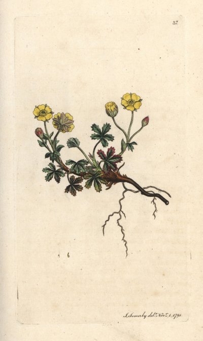 Storblomstret potentilla, Potentilla grandiflora (Spring cinquefoil, Potentilla verna) (cinquefoil) Håndfarvet kobberstik efter en illustration af James Sowerby fra James Smith