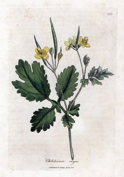 Stor chelidoin eller stor lys - Større celandine, Chelidonium majus. Håndfarvet kobberstik fra en botanisk illustration af James Sowerby fra William Woodville og Sir William Jackson Hookers "" Medical Botany,"" John Bohn, London af James Sowerby