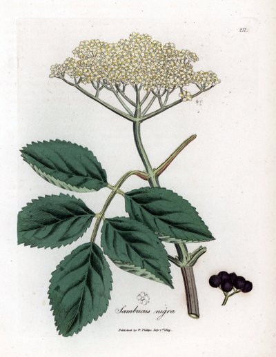 Stort hyldebær eller sort hyldebær - Almindelig sort hyldetræ, Sambucus nigra. Håndfarvet kobberstik fra en botanisk illustration af James Sowerby fra William Woodville og Sir William Jackson Hookers "" Medical Botany,"" John Bohn, London af James Sowerby