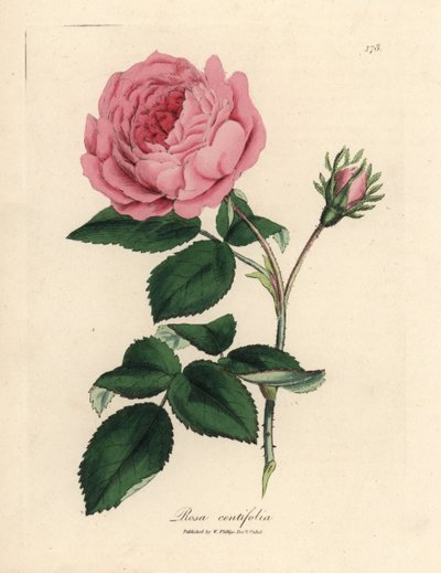 Stor lyserød hundredbladet rose, Rosa centifolia af James Sowerby