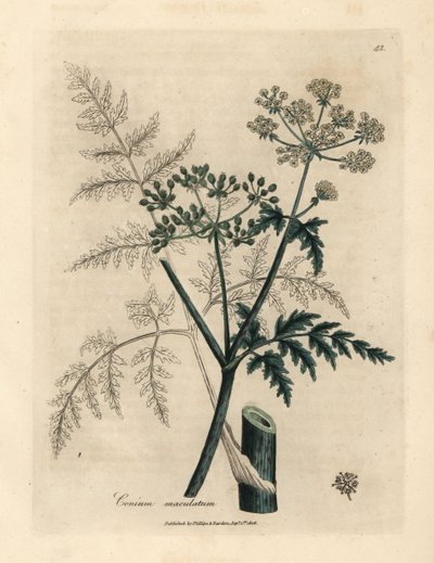 Blade og blomster af hemlock, Conium maculatum af James Sowerby