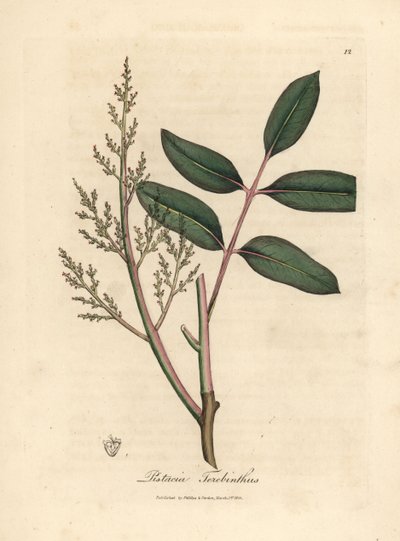 Blade og blomster fra chian-træet eller cyperns terpentintræ, Pistacia terebinthus af James Sowerby