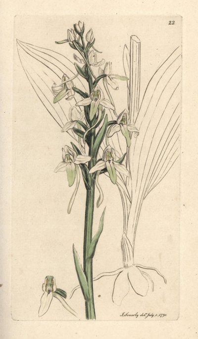 Lille sommerfugleorchis, Platanthera bifolia (Orchis bifolia). Håndfarvet kobberstik efter en illustration af James Sowerby fra James Smith