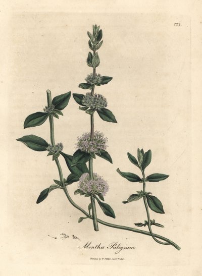 Syrenblomstret pennyroyal mynte, Mentha-remskive af James Sowerby