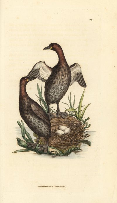 Lille lappedykker, Tachybaptus ruficollis (Små lappedykker, Colymbus hebridicus?). Par på reden med tre æg. Håndfarvet kobberstik af James Sowerby fra The British Miscellany, eller farvede figurer af nyt, sjældent eller lidet kendt dyr af James Sowerby