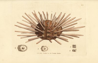 Langhvirvet skifersten søpindsvin, Cidaris cidaris (Echinus cidaris). Håndfarvet kobberstik af James Sowerby fra The British Miscellany, eller farvede figurer af nye, sjældne eller lidet kendte dyreemner. af James Sowerby