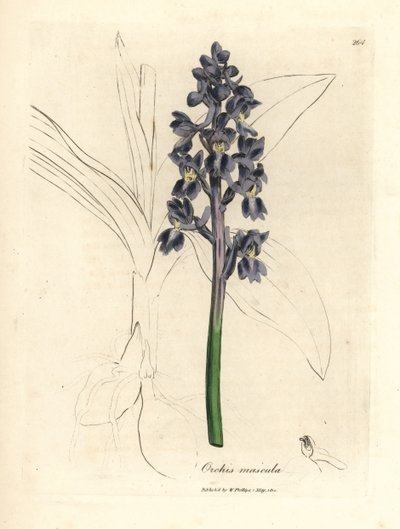 Hanorkideer, hanorkideer af James Sowerby