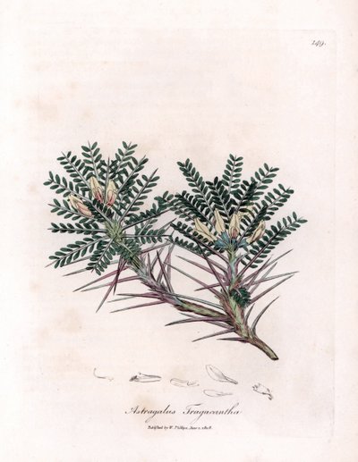 Marseille Astragalus eller mors pude - Gedetornmælk, Astragalus tragacantha. Håndfarvet kobberstik fra en botanisk illustration af James Sowerby fra William Woodville og Sir William Jackson Hookers "" Medical Botany,"" John af James Sowerby
