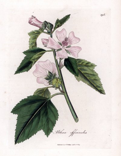 Marshmallow officinale eller vild eller hvid lilla skumfidus, Althaea officinalis. Håndfarvet kobberstik fra en botanisk illustration af James Sowerby fra William Woodville og Sir William Jackson Hookers "" Medical Botany,"" John Bohn, London af James Sowerby