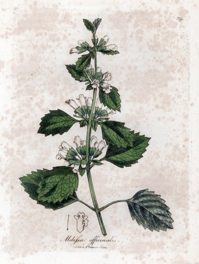 Melisse officinale eller melisse citrongræs - Almindelig balsam, Melissa officinalis. Håndfarvet kobberstik fra en botanisk illustration af James Sowerby fra William Woodville og Sir William Jackson Hookers "" Medical Botany,"" John Bohn, London af James Sowerby