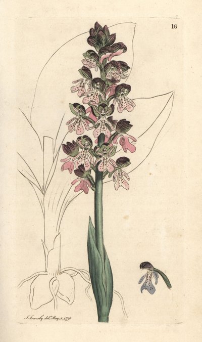 Militær orchis, Orchis militaris (Orchis warrior) Håndfarvet kobberstik efter en illustration af James Sowerby fra James Smith
