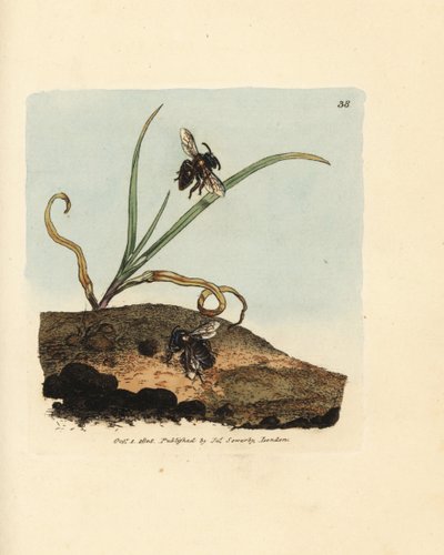 Minebi, Andrena nigroaenea (Melitta nigro-aenea). Håndfarvet kobberstik af James Sowerby fra The British Miscellany, eller farvede figurer af nye, sjældne eller lidet kendte dyreemner. af James Sowerby