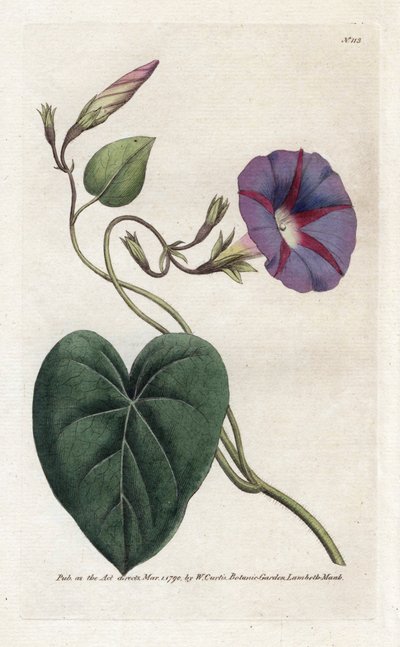 Morning Glory eller Ipomee - Litografi af James Sowerby (1757-1822), fra William Curtis