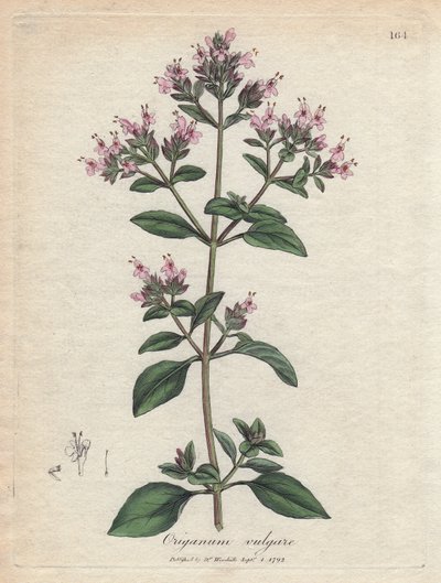 Oregano. Håndfarvet kobberstik fra en tegning af James Sowerby (1757-1822), i Botanique Medicinale af James Sowerby