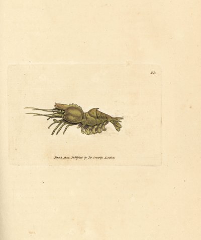 Papegøjerejer, Spirontocaris spinus (Rejer med rygsøjle; Cancer spinus). Håndfarvet kobberstik af James Sowerby fra The British Miscellany, eller farvede figurer af nye, sjældne eller lidet kendte dyreemner. af James Sowerby