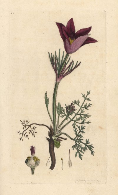 Pasqueflower, Anemone pulsatilla (pulsatille) Håndfarvet kobberstik efter en illustration af James Sowerby fra James Smith