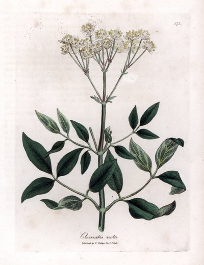 Flerårig klematit - Opretstående jomfrusløjfe, Clematis recta. Håndfarvet kobberstik fra en botanisk illustration af James Sowerby fra William Woodville og Sir William Jackson Hookers "" Medical Botany,"" John Bohn, London af James Sowerby