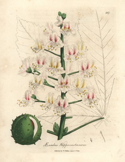 Lyserød blomst og frugt af hestekastanjetræet, Aesculus hippocastanum af James Sowerby