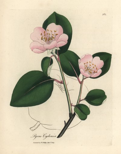 Lyserødt blomstret kvædetræ, Pyrus cydonia af James Sowerby