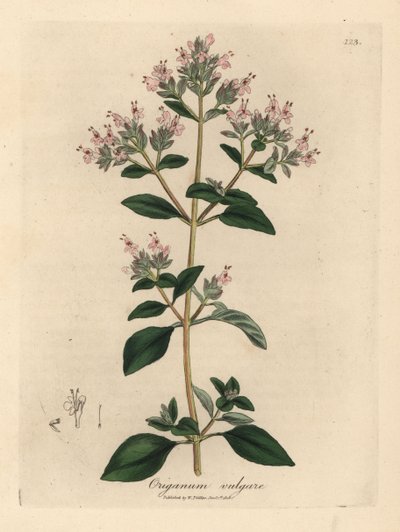 Lyserød blomstret vild merian, Origanum vulgare af James Sowerby