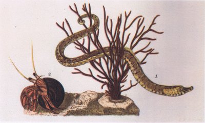 Pipe Fish and Eremit Crab, Nature in Britain udgivet af Collins, 1946 af James Sowerby
