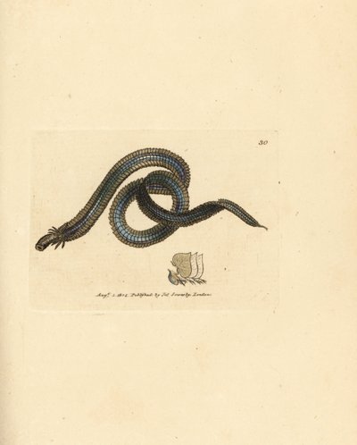 Polychaete orm, Phyllodoce lamelligera (Nereis lamelligera). Håndfarvet kobberstik af James Sowerby fra The British Miscellany, eller farvede figurer af nye, sjældne eller lidet kendte dyreemner. af James Sowerby