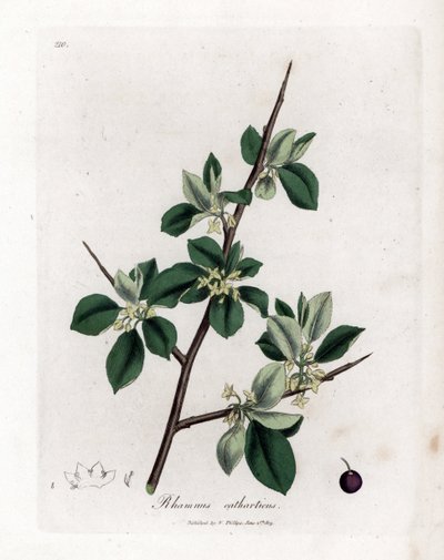 Afrensende eller udrensende havtorn - Udrensning af havtorn, Rhamnus catharticus. Håndfarvet kobberstik fra en botanisk illustration af James Sowerby fra William Woodville og Sir William Jackson Hookers "" Medical Botany,"" John Bohn, London af James Sowerby