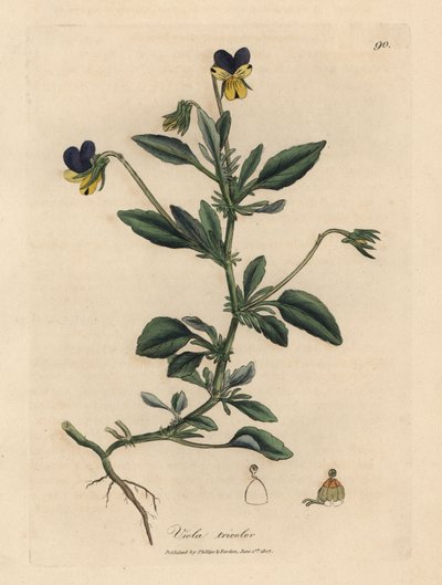 Lilla og gul stedmoderblomst, Viola tricolor af James Sowerby