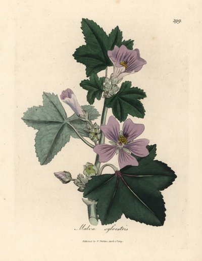 Lilla blomstret malva, Malva sylvestris af James Sowerby