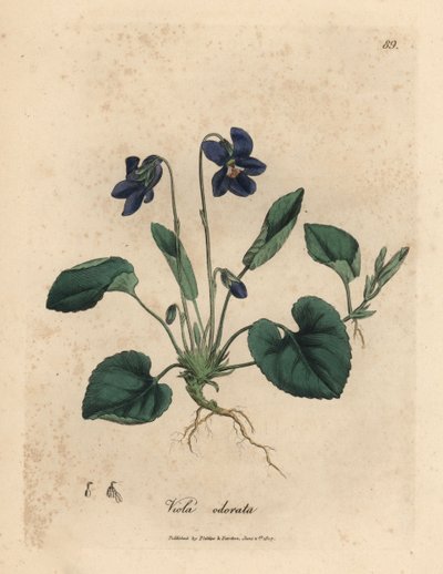 Lilla blomstret sød viol, Viola odorata af James Sowerby