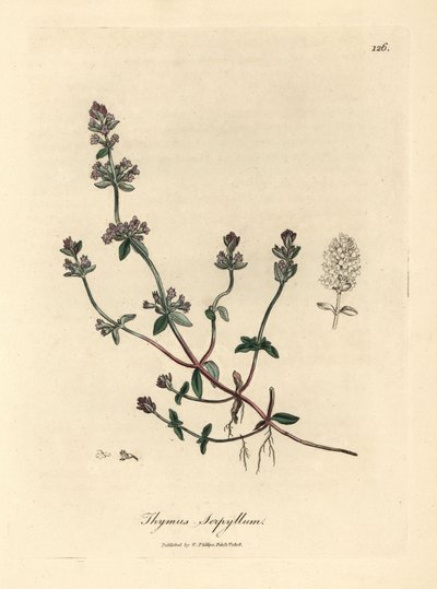 Lillablomstret vildtimian, Thymus serpyllum af James Sowerby