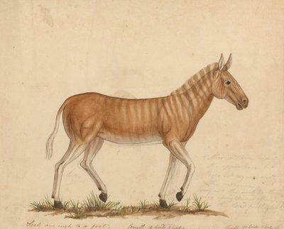 Quagga Zebra af James Sowerby