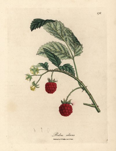 Hindbærbusk med moden frugt og gule blomster, Rubus idaeus af James Sowerby