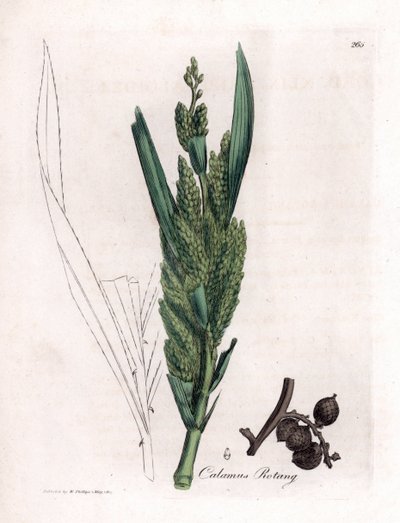 Rattan Palm - Rotang stok, Calamus rotang. Håndfarvet kobberstik fra en botanisk illustration af James Sowerby fra William Woodville og Sir William Jackson Hookers "" Medical Botany,"" John Bohn, London af James Sowerby