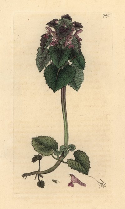 Rød nælde, Lamium purpureum Håndfarvet kobberstik efter en tegning af James Sowerby til James Smiths engelske botanik af James Sowerby