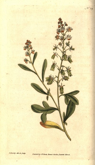 Reseda odorant - Sødduftende reseda eller mignonette, Reseda odorata. Håndfarvet kobberstik og botanisk illustration af James Sowerby fra William Curtis
