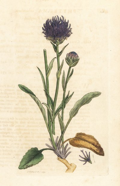 Rundhovedet rampion, Phyteuma orbiculare (Phyteuma orbicularis) (Orbicular Rapunzel) Håndfarvet kobberstik efter en illustration af James Sowerby fra James Smith