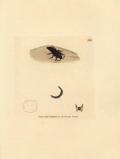 Rovebille, Velleius dilatatus (Savtakket-hornet Staphylinus, Staphylinus concolor). Håndfarvet kobberstik af James Sowerby fra The British Miscellany, eller farvede figurer af nye, sjældne eller lidet kendte dyreemner. af James Sowerby