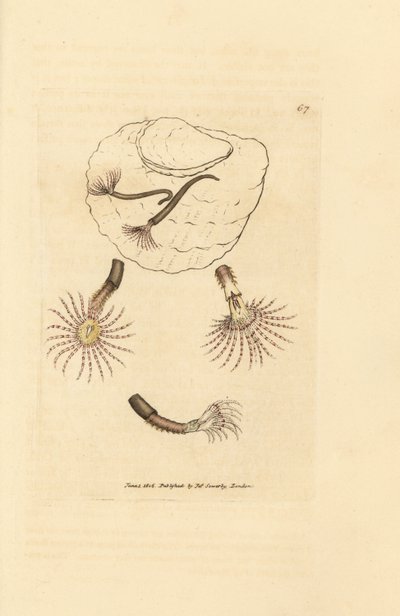 Sandorm med karmosinrøde følehorn, Amphitrite rosea. Håndfarvet kobberstik af James Sowerby fra The British Miscellany, eller farvede figurer af nye, sjældne eller lidet kendte dyreemner. af James Sowerby