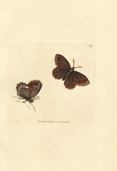 Skotsk Argus sommerfugl, Erebia aethiops (Papilio blandina). Håndfarvet kobberstik af James Sowerby fra The British Miscellany, eller farvede figurer af nye, sjældne eller lidet kendte dyreemner. af James Sowerby