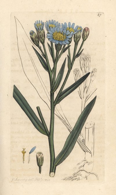 Havaster, Tripolium pannonicum subsp. tripolium (Sea starwort, Aster tripolium) (Aster maritime) Håndfarvet kobberstik efter en illustration af James Sowerby fra James Smith