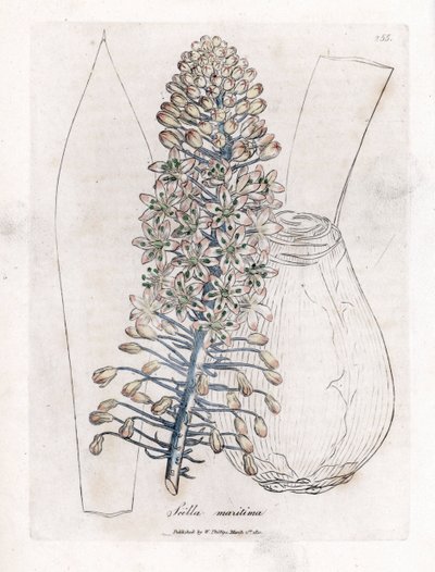 Havløg eller fjerkræ, Drimia maritima. Håndfarvet kobberstik fra en botanisk illustration af James Sowerby fra William Woodville og Sir William Jackson Hookers "" Medical Botany,"" John Bohn, London af James Sowerby