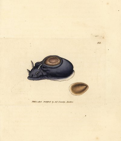 Søsnegl eller havhare, Aplysia punctata (Aplysia hybrida). Håndfarvet kobberstik af James Sowerby fra The British Miscellany, eller farvede figurer af nye, sjældne eller lidet kendte dyreemner. af James Sowerby